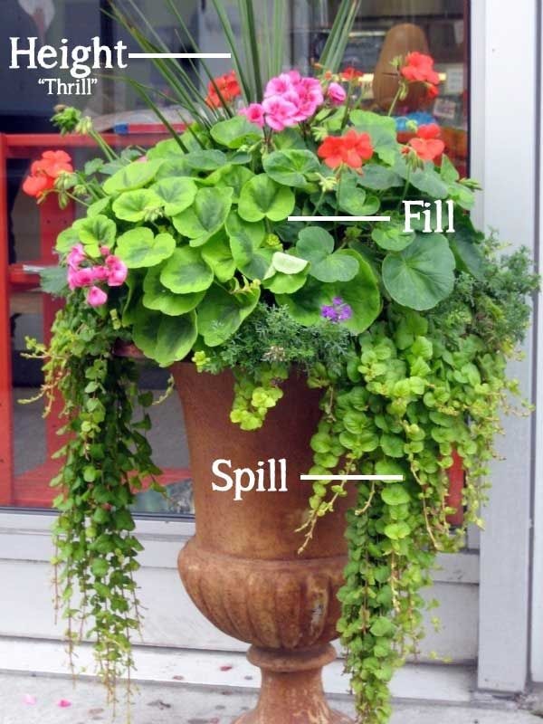 flowers-for-container-gardening-55_18 Цветя за контейнер градинарство