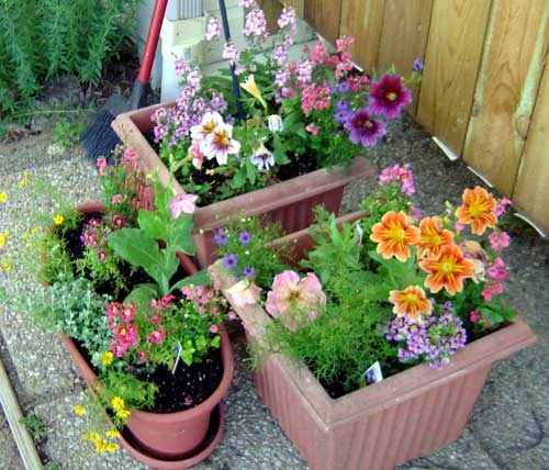 flowers-for-container-gardening-55_6 Цветя за контейнер градинарство
