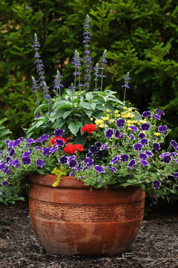 flowers-for-containers-in-full-sun-45_15 Цветя за контейнери на слънце