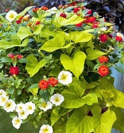 flowers-for-containers-in-full-sun-45_16 Цветя за контейнери на слънце