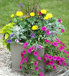 flowers-for-containers-84_17 Цветя за контейнери