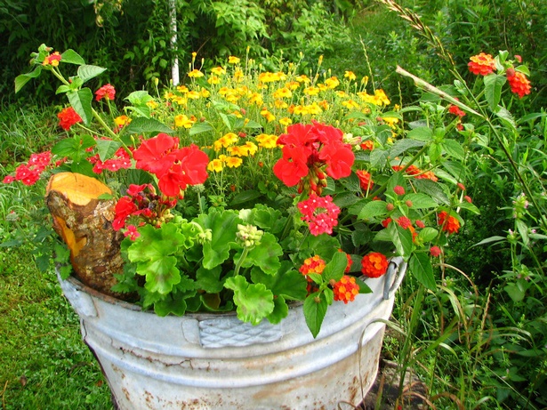 flowers-for-containers-84_8 Цветя за контейнери