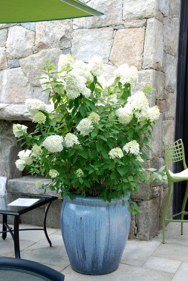 flowers-for-garden-pots-58_19 Цветя за градински саксии