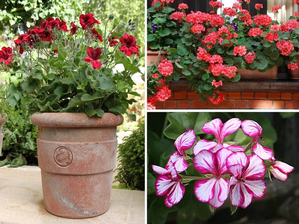 flowers-for-garden-pots-58_7 Цветя за градински саксии