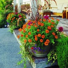 flowers-for-outside-pots-99_10 Цветя за външни саксии