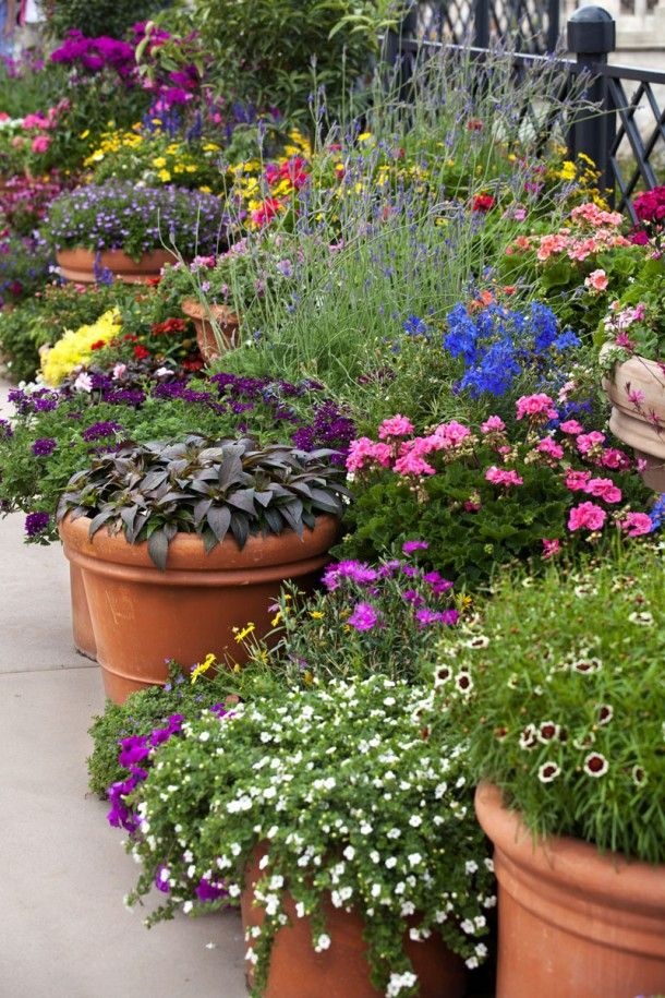 flowers-for-outside-pots-99_16 Цветя за външни саксии
