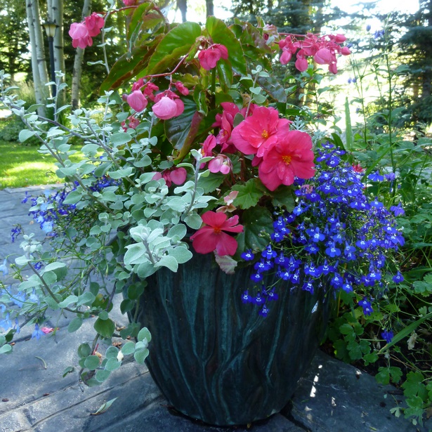flowers-for-planters-27_13 Цветя за сеялки