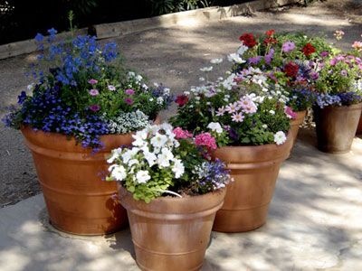 flowers-for-pots-ideas-68_7 Цветя за саксии идеи