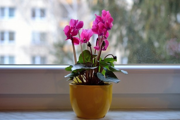 flowers-in-a-pot-45 Цветя в саксия