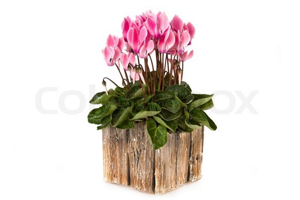 flowers-in-a-pot-45_13 Цветя в саксия