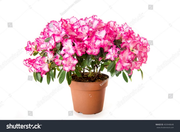 flowers-in-a-pot-45_4 Цветя в саксия