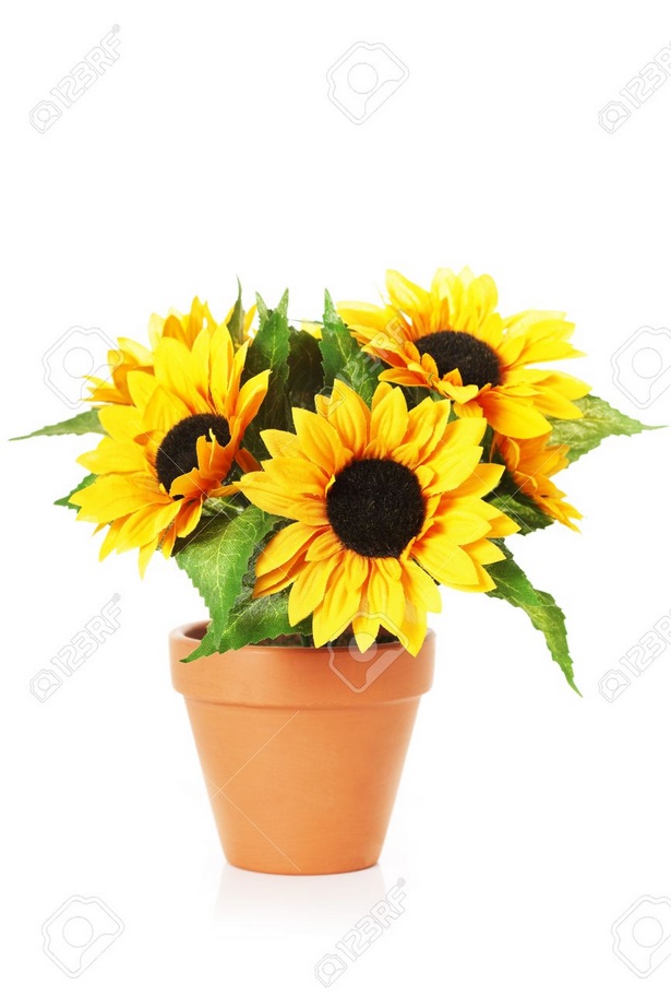 flowers-in-a-pot-45_6 Цветя в саксия