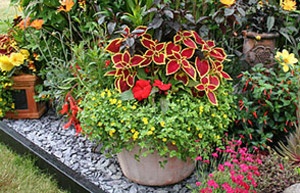 flowers-in-pots-for-outdoors-53_10 Цветя в саксии за открито