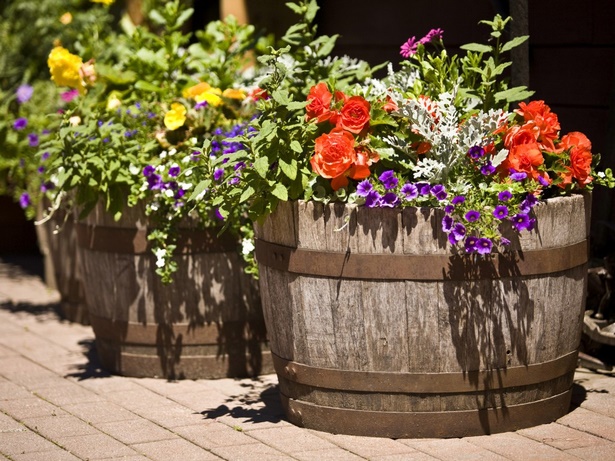 flowers-in-pots-for-outdoors-53_11 Цветя в саксии за открито