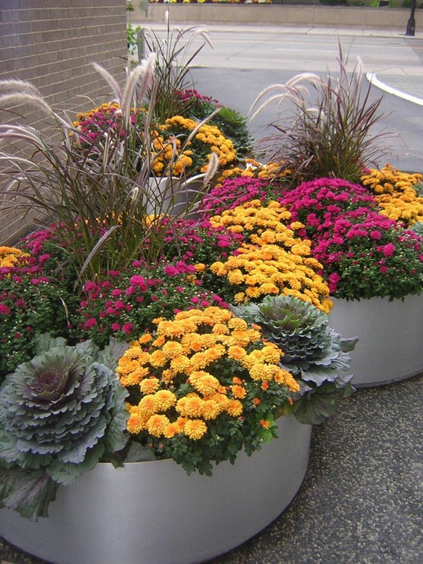 flowers-in-pots-for-outdoors-53_16 Цветя в саксии за открито