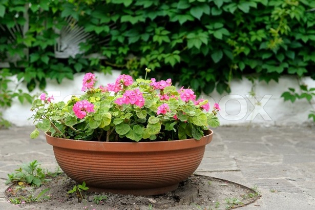 flowers-in-pots-for-outdoors-53_3 Цветя в саксии за открито