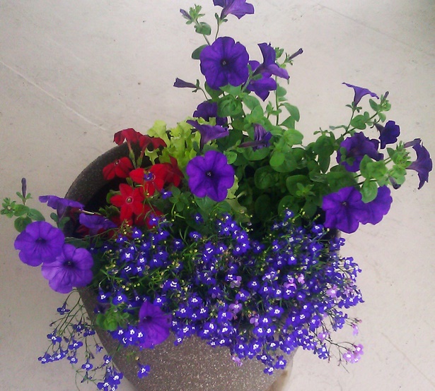 flowers-in-pots-for-outdoors-53_9 Цветя в саксии за открито