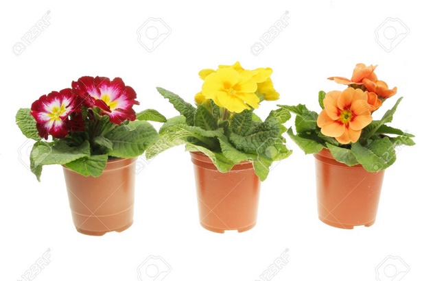 flowers-in-pots-43_18 Цветя в саксии
