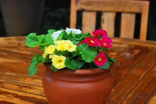 flowers-in-pots-43_2 Цветя в саксии