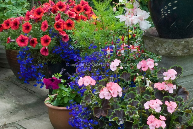 flowers-in-pots-43_9 Цветя в саксии
