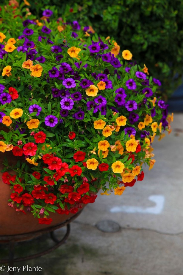 full-sun-flowers-for-containers-70_10 Пълно слънце цветя за контейнери