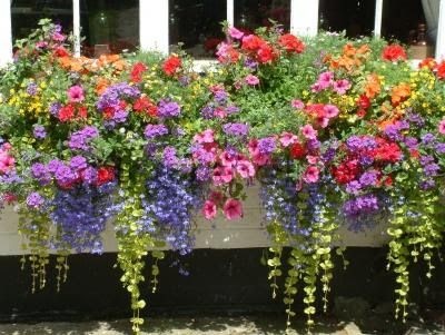 full-sun-flowers-for-containers-70_6 Пълно слънце цветя за контейнери
