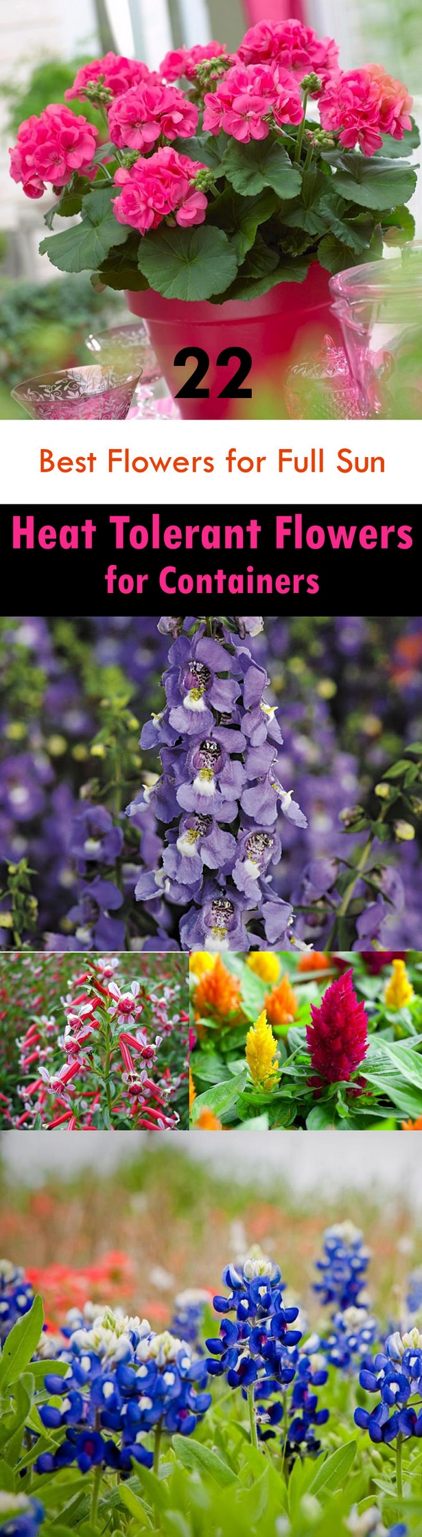 full-sun-flowers-for-containers-70_8 Пълно слънце цветя за контейнери