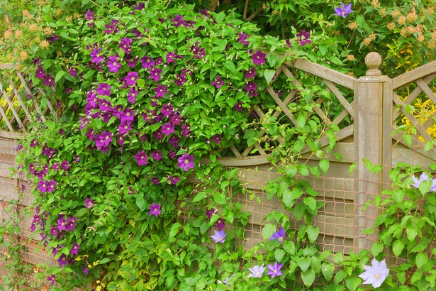 garden-fence-plants-80_18 Градина ограда растения
