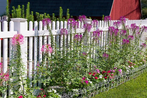 garden-fence-plants-80_5 Градина ограда растения