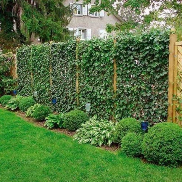 garden-fence-plants-80_7 Градина ограда растения