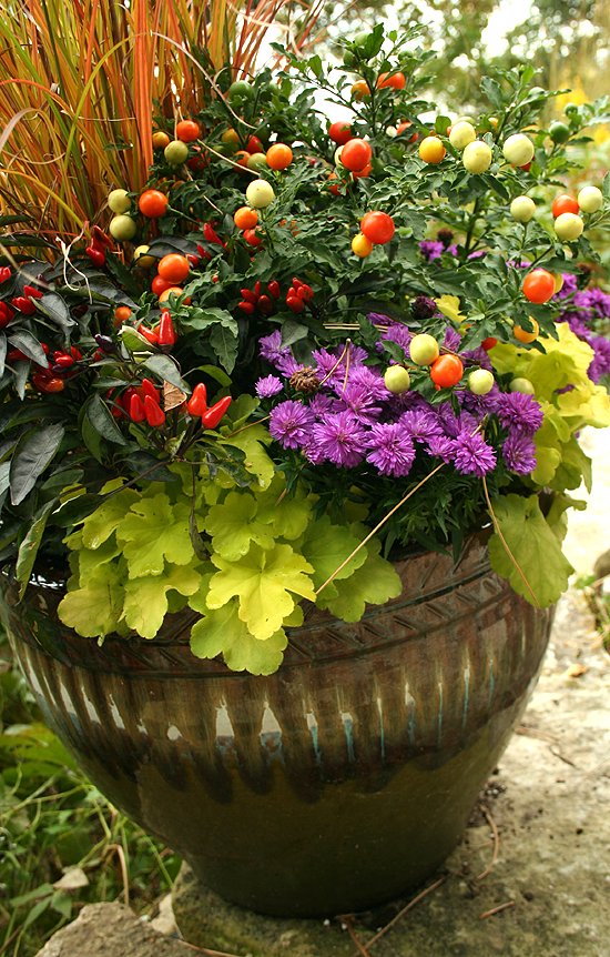 garden-flowers-in-pots-98 Градински цветове в саксии
