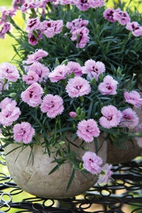 garden-flowers-in-pots-98_13 Градински цветове в саксии