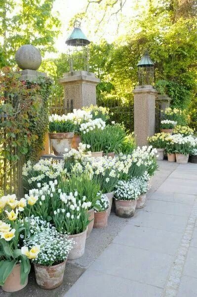 garden-flowers-in-pots-98_14 Градински цветове в саксии
