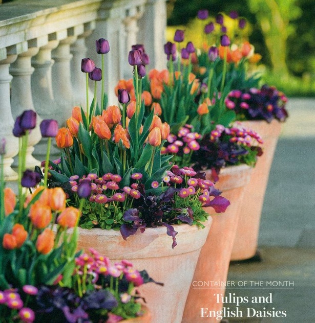 garden-flowers-in-pots-98_15 Градински цветове в саксии