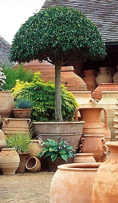 garden-ideas-with-large-pots-49_10 Градински идеи с големи саксии