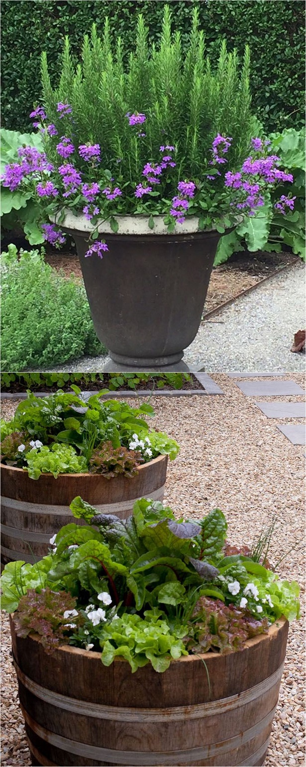 garden-plants-for-pots-96 Градински растения за саксии