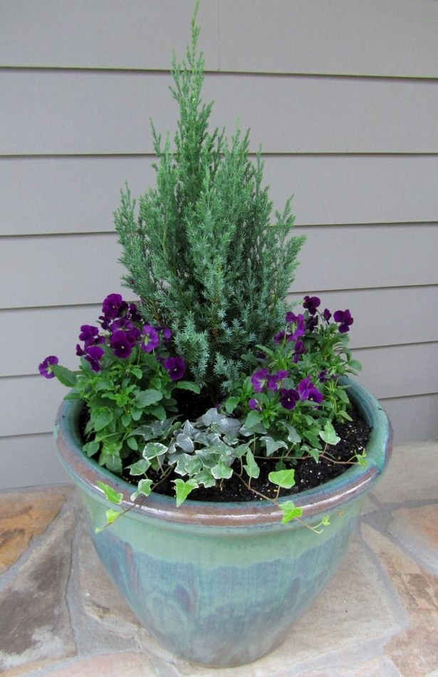 garden-plants-for-pots-96_10 Градински растения за саксии