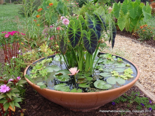 garden-plants-for-pots-96_6 Градински растения за саксии