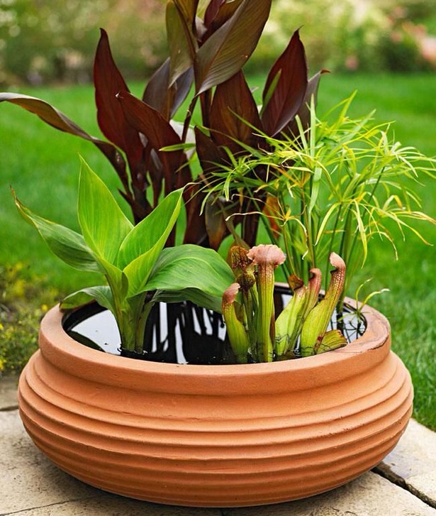 garden-plants-for-pots-96_9 Градински растения за саксии