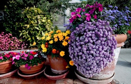 garden-pot-flowers-34_4 Градинска Саксия цветя