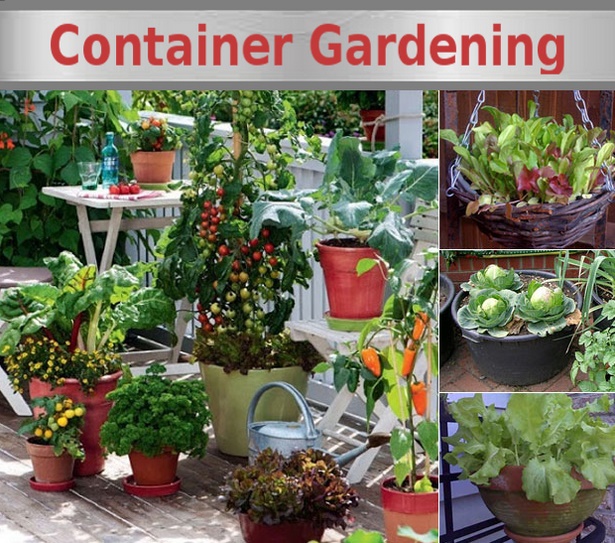 gardening-in-pots-and-containers-55_19 Градинарство в саксии и контейнери
