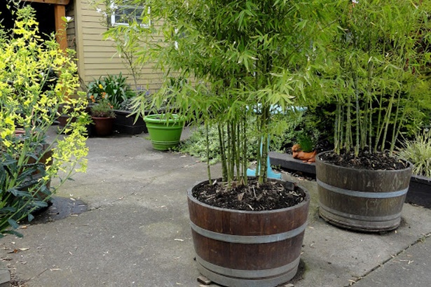 growing-plants-in-pots-40_10 Отглеждане на растения в саксии