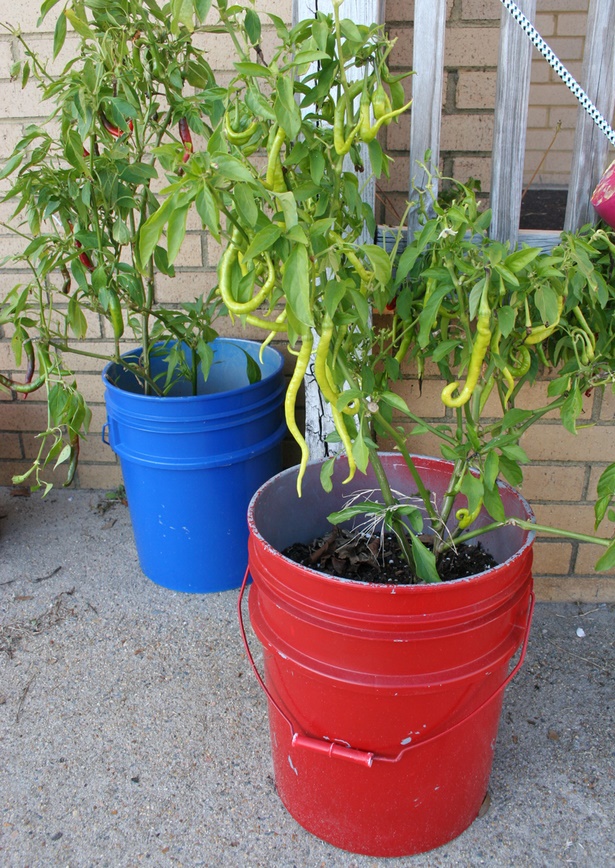 growing-plants-in-pots-40_12 Отглеждане на растения в саксии