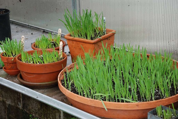 growing-plants-in-pots-40_14 Отглеждане на растения в саксии