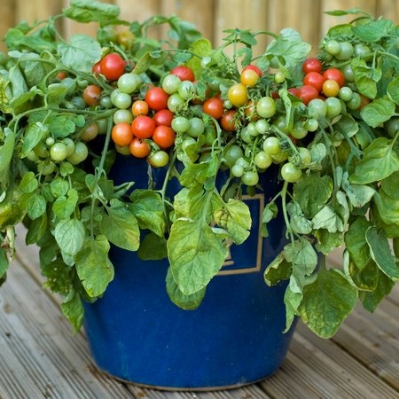 growing-plants-in-pots-40_15 Отглеждане на растения в саксии