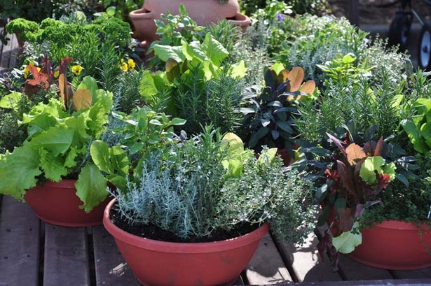 growing-plants-in-pots-40_19 Отглеждане на растения в саксии