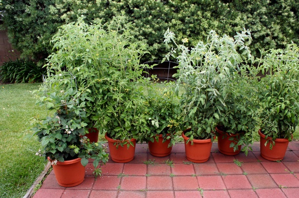 growing-plants-in-pots-40_2 Отглеждане на растения в саксии