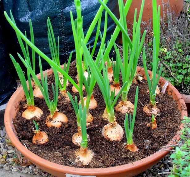 growing-plants-in-pots-40_9 Отглеждане на растения в саксии