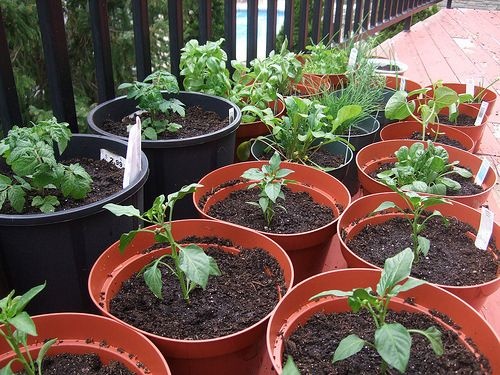 growing-vegetables-in-containers-for-beginners-81_16 Отглеждане на зеленчуци в контейнери за начинаещи