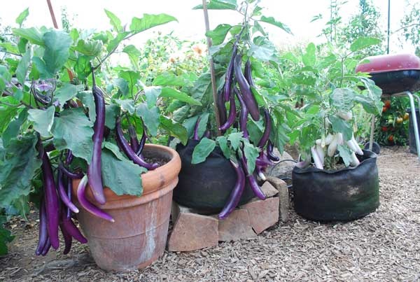 growing-vegetables-in-containers-for-beginners-81_5 Отглеждане на зеленчуци в контейнери за начинаещи